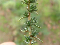 Eriocephalus luederitzianus
