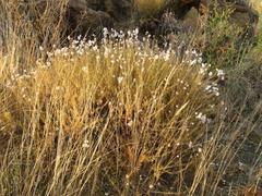 Eriocephalus scariosus