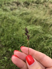 Carex muricata