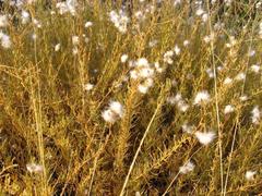 Eriocephalus scariosus