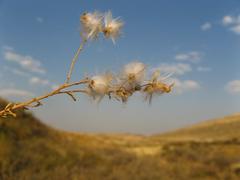 Eriocephalus scariosus