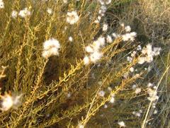 Eriocephalus scariosus