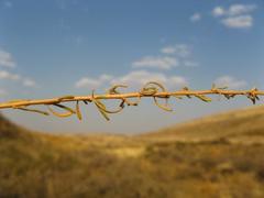 Eriocephalus scariosus