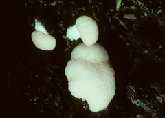 Tubifera microsperma