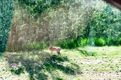 Odocoileus virginianus dacotensis