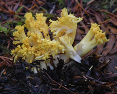 Ramaria cystidiophora