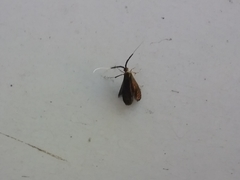 Adela caeruleella