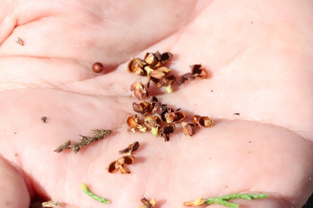 Microbiota decussata; photograph (c) Nina Filippova, some rights reserved (CC BY)