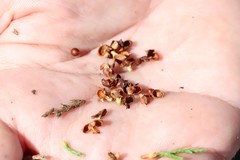 Microbiota decussata