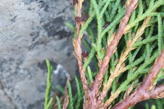 Microbiota decussata