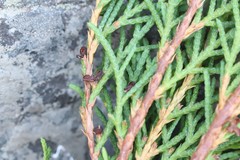 Microbiota decussata