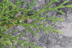 Microbiota decussata