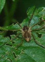 Oligolophus