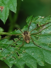 Oligolophus