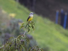 Tyrannus melancholicus