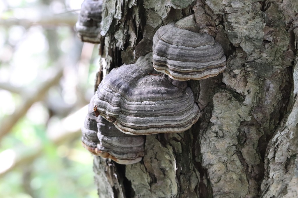 Fomes fomentarius · August 2021 · photo: © ninacourlee (iNaturalist, cc-by)