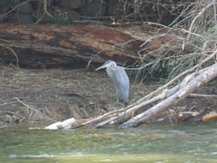 Ardea herodias
