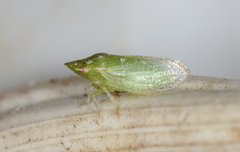 Xerophloea viridis