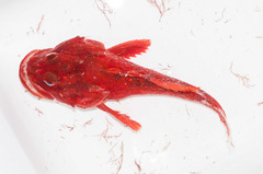 Myoxocephalus scorpius