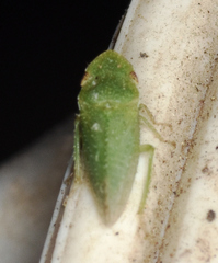 Xerophloea viridis