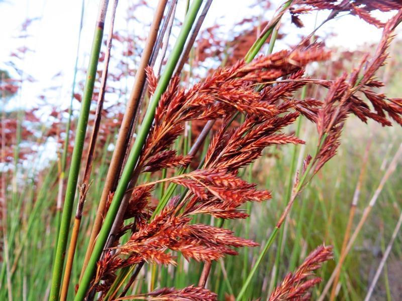 Thatching Reeds