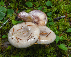 Lactarius pallescens