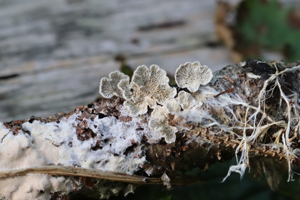 Plicatura crispa · August 2021 · photo: © ninacourlee (iNaturalist, cc-by)