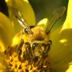 Andrena helianthi