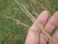 Agrostis vinealis