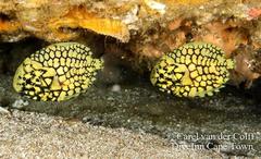 Pineconefish photo 5