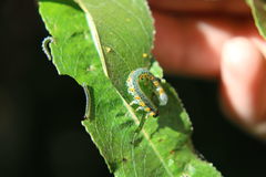 Euura melanocephalus