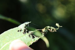 Euura melanocephalus