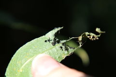 Euura melanocephalus