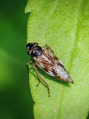 Evacanthus acuminatus