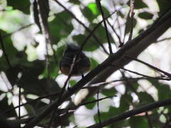 Batis capensis capensis