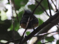 Batis capensis capensis