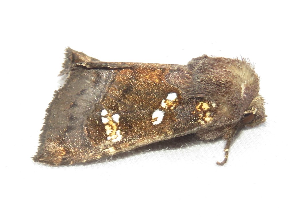 Meadow Rue Borer