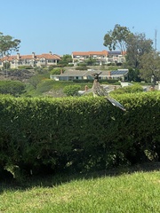 Geococcyx californianus