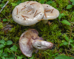 Lactarius pallescens