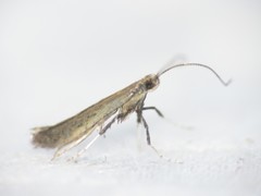 Caloptilia hypericella