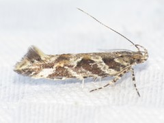 Aristotelia fungivorella
