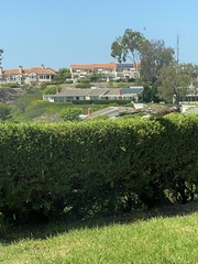 Geococcyx californianus