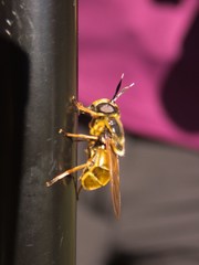Callicera aurata
