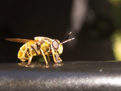Callicera aurata