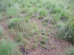 Pedicularis mexicana