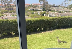 Geococcyx californianus