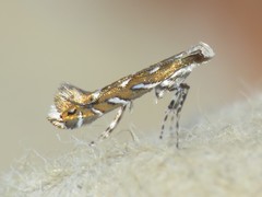 Parectopa pennsylvaniella