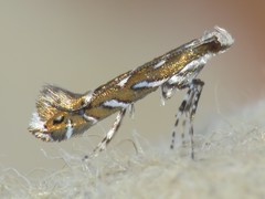 Parectopa pennsylvaniella