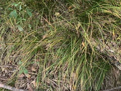 Carex pediformis