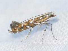Parectopa pennsylvaniella